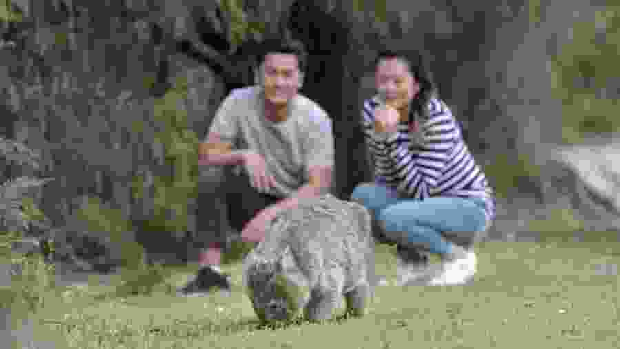 Wild wombat at Tidal River, Wilsons Promontory