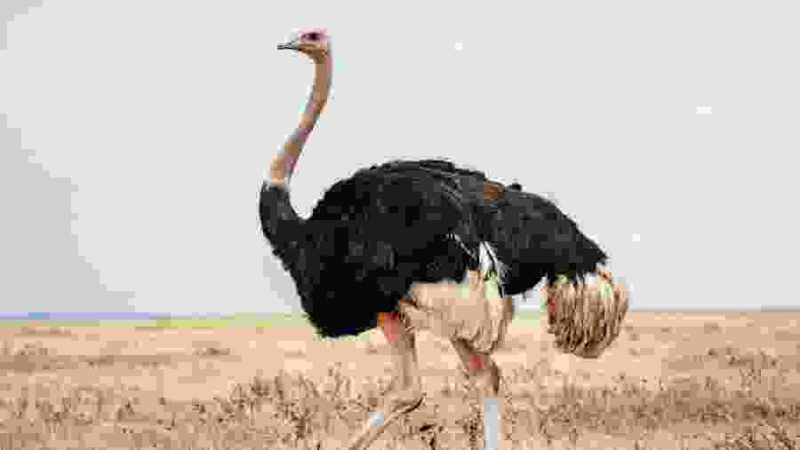 Ostrich