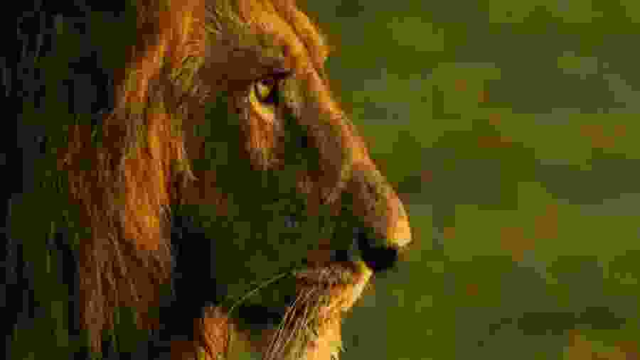 Lion in Lake Manyara National Park