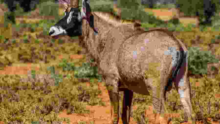 Wildlife seen at safari