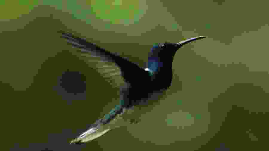 Behold the Beautiful White Necked Jacobin