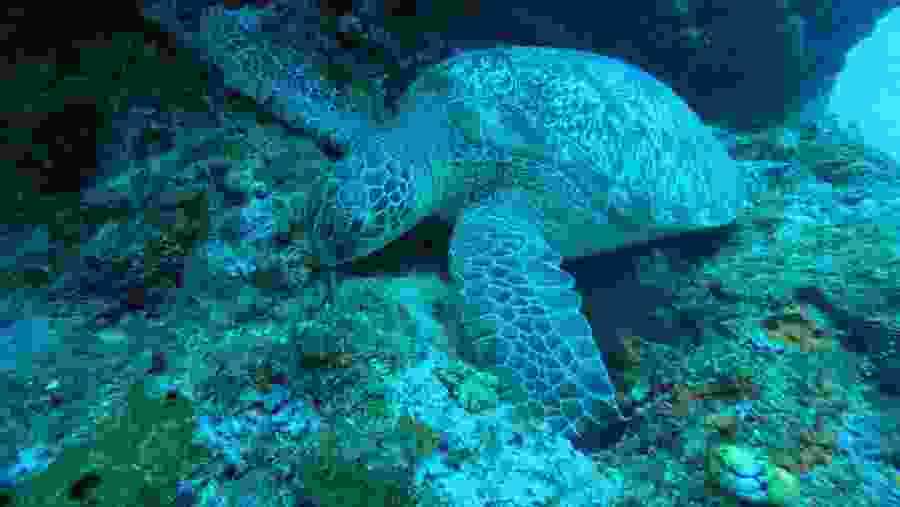 Finding Sea Turtles has Never Been Easier