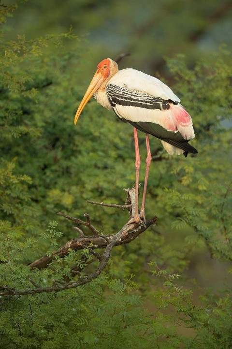 Keoladeo National Park wetlands, Keoladeo Temple, Shanti Kutir watchtower