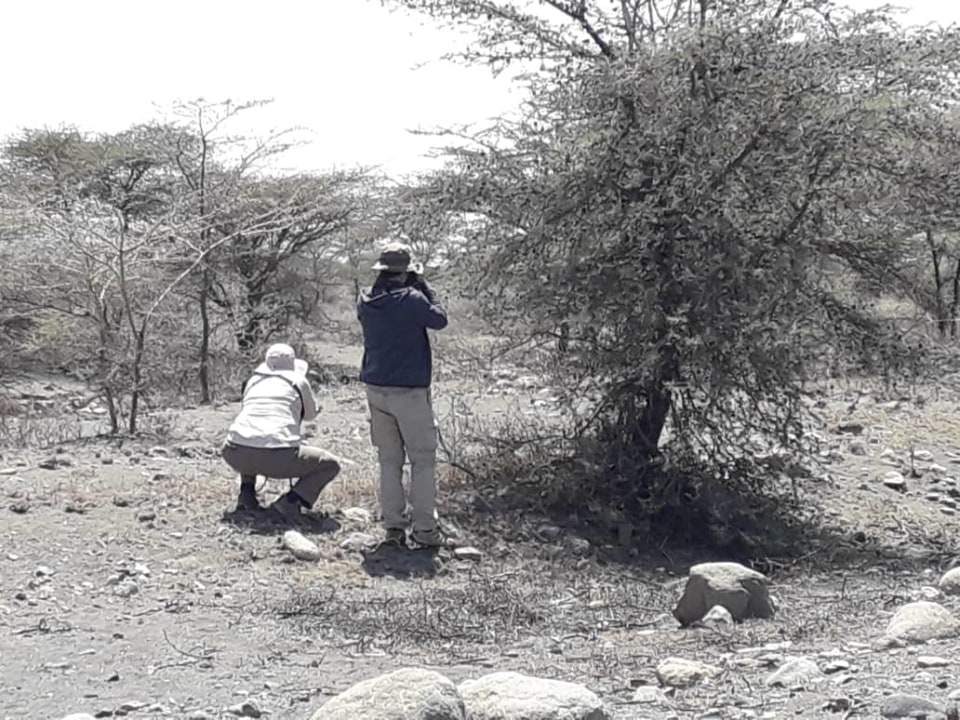 Ruaha National Park wildlife, Tanapa Bandas cottage, Dodoma plains, Iringa town