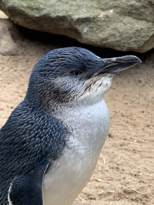 Blue Mountains, Three Sisters, Jamison Valley, Featherdale Wildlife Park