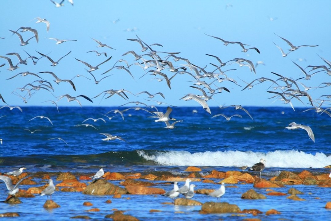 Cape Recife Lighthouse, SANCCOB marine bird and penguin rehabilitation centre, Grysbok Nature Reserve, Port Elizabeth coastline