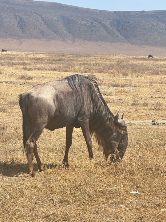 Great Migration, Serengeti National Park, Ngorongoro Highlands, Moyo Tented Lodge