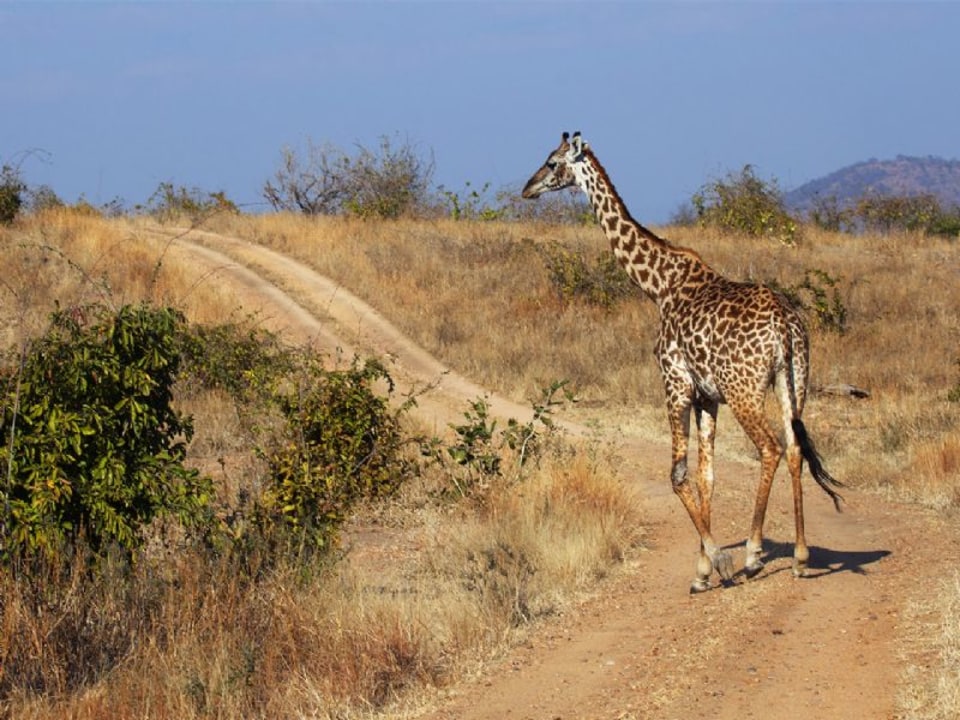 Mikumi National Park, Selous Game Reserve, Rufiji River, Ruaha National Park