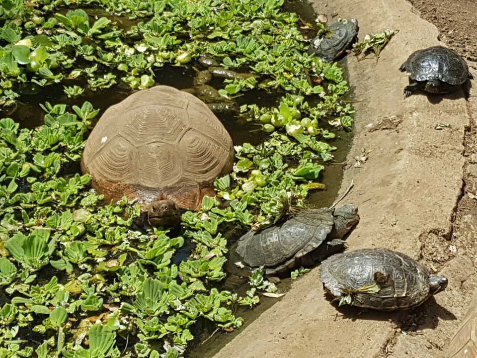 Tarangire National Park, baobab trees and elephant herds, Meserani Snake Park