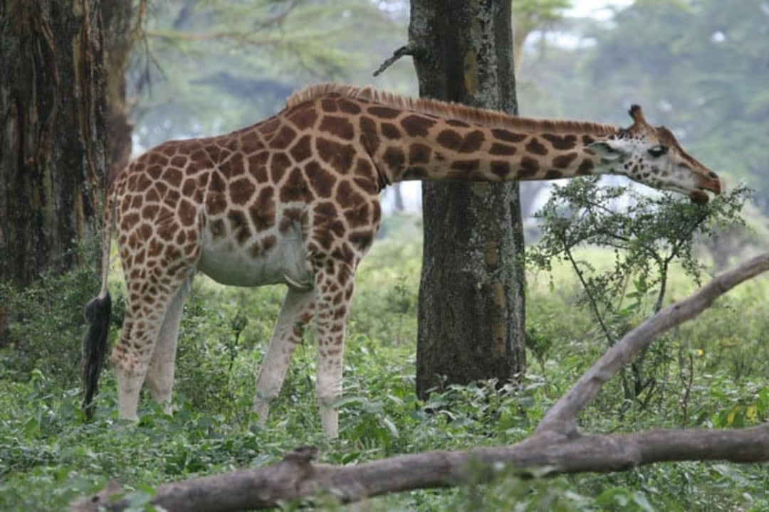 Masai Mara savannah, Lake Nakuru National Park shoreline, Lake Naivasha waters, Rift Valley viewpoint