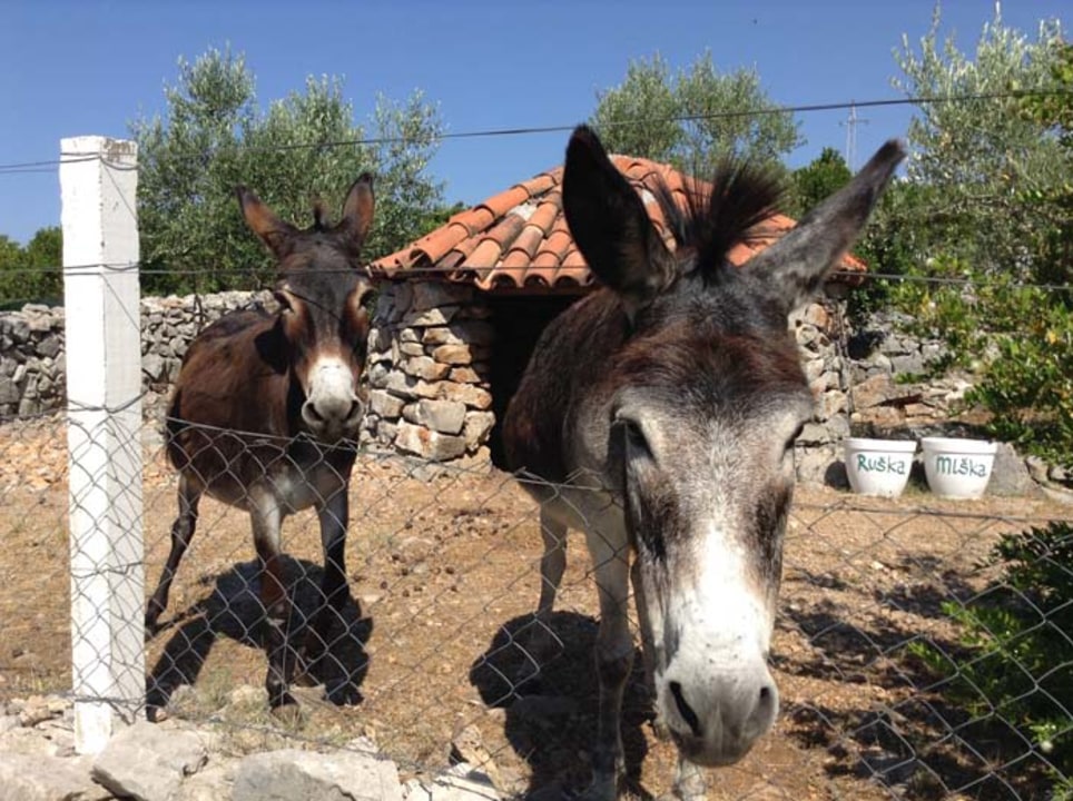 Luštica peninsula, Olive Garden, 300-year-old olive mill, Kotor Old Town
