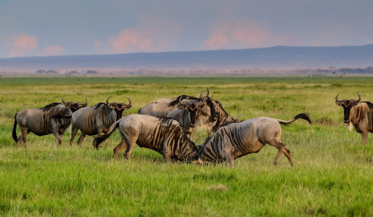 Great Rift Valley, Lake Nakuru National Park, Masai Mara, Amboseli National Park