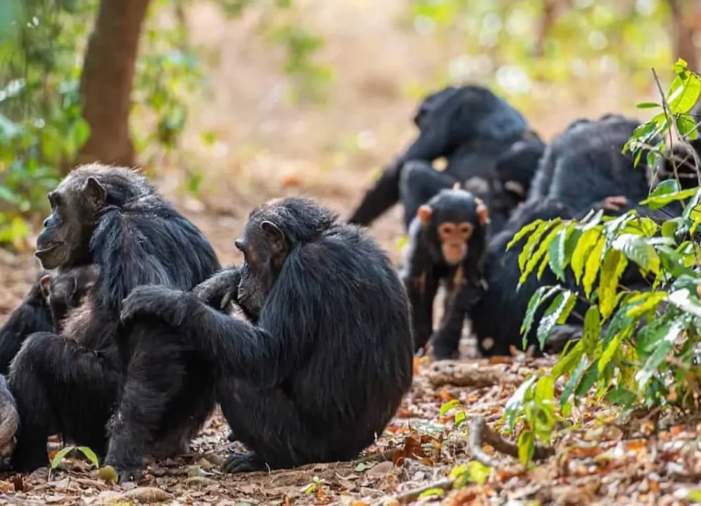 Rubondo Island National Park, Lake Victoria, Bird Island, Kasenda village