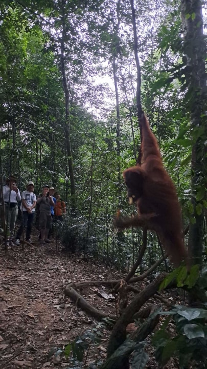 Bukit Lawang jungle, Tangkahan elephant baths, Gunung Leuser National Park, Maimun Palace