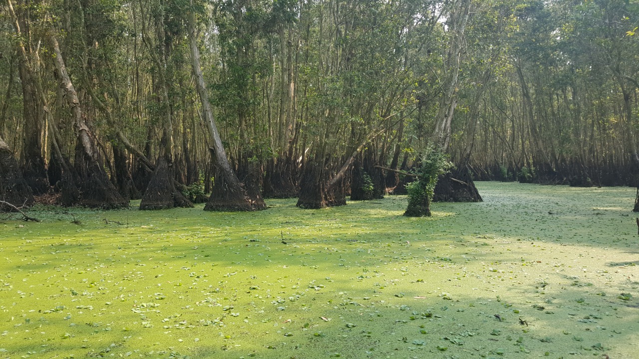 Cai Be Village, small floating market, Cajuput Tree Forest, Xeo Quyt Village