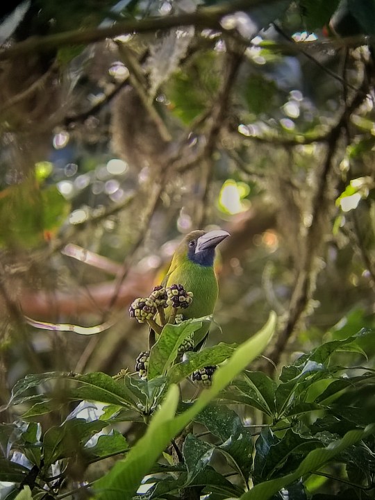 Monteverde Cloud Forest Reserve, dense forest trails, Resplendent Quetzal, Hummingbirds Coffee Shop