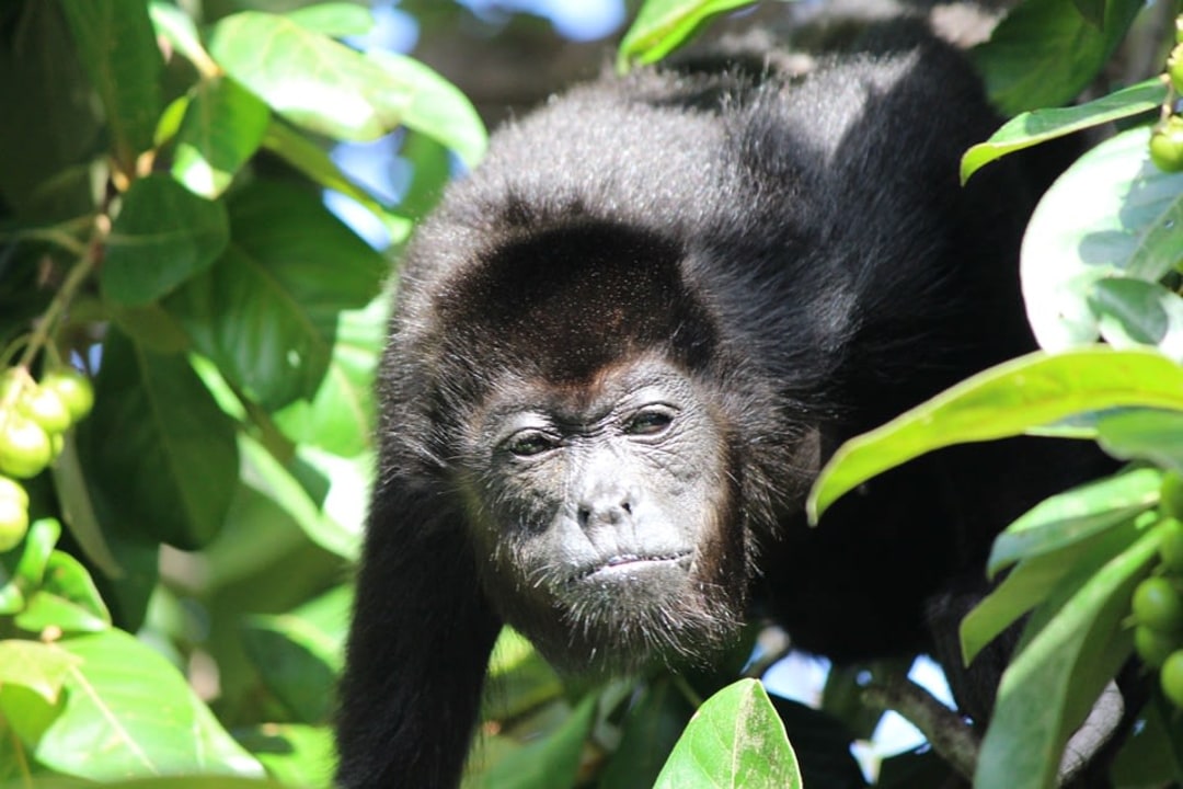 Belize Zoo, 29-acre grounds, jaguar rehabilitation, harpy eagle restoration