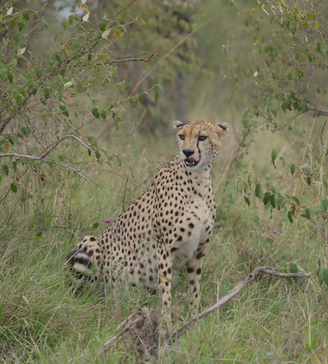 Lake Nakuru National Park flamingo shores, Masai Mara golden savannah, Serengeti National Park plains, Ngorongoro Crater wildlife basin