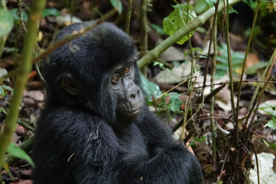 Kyambura Gorge, Kazinga Channel boat cruise, Bwindi Impenetrable Forest gorilla habitat, Lake Bunyonyi islands