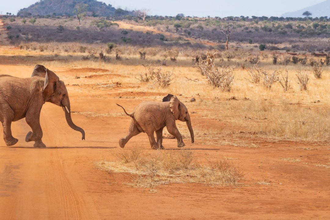 Nairobi National Park grasslands, Nairobi urban edge, Great Rift Valley views