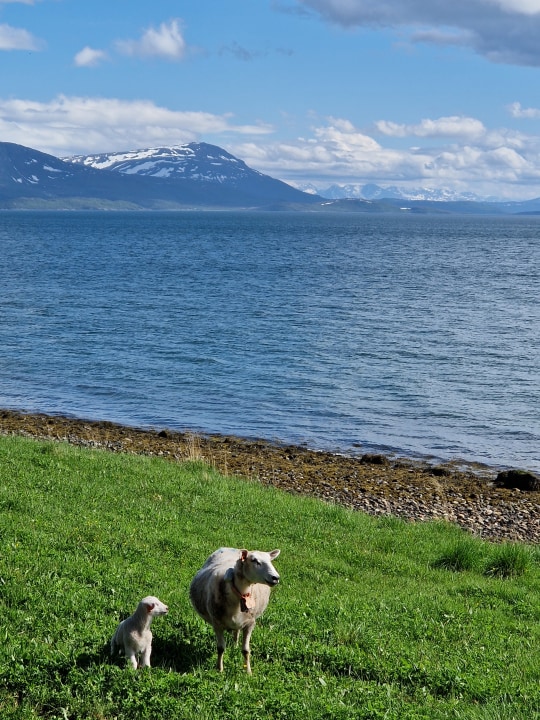 Telegrafbukta Beach, Whale Island's white sandy beaches, Summer Island fishing harbour