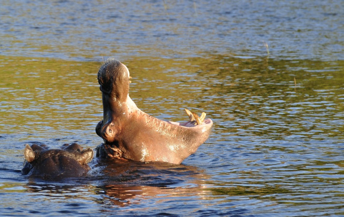 Chobe River, Chobe National Park, Zambezi River