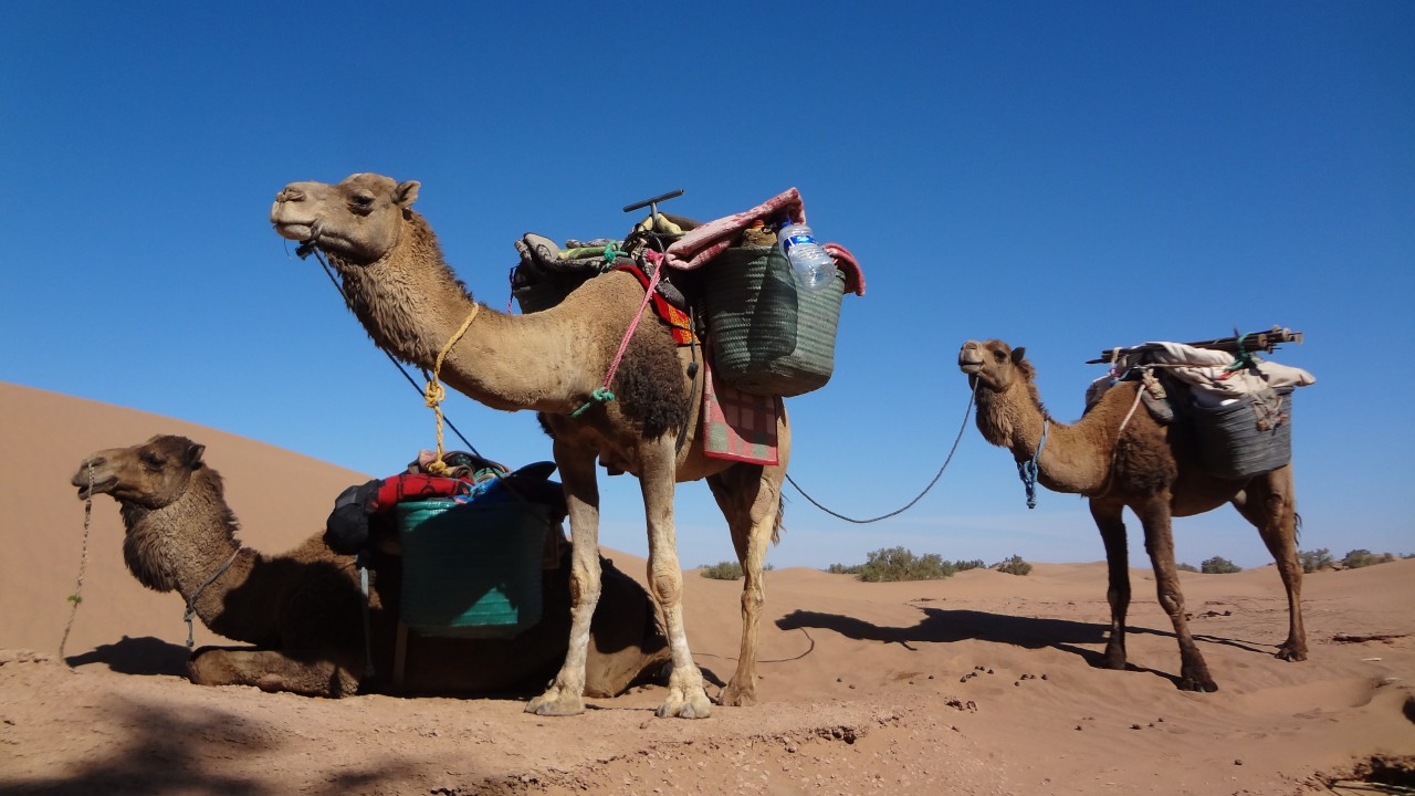 M'Hamid El Ghizlane, Aït Ben Haddou, Sidi Naji, dunes de Zahar