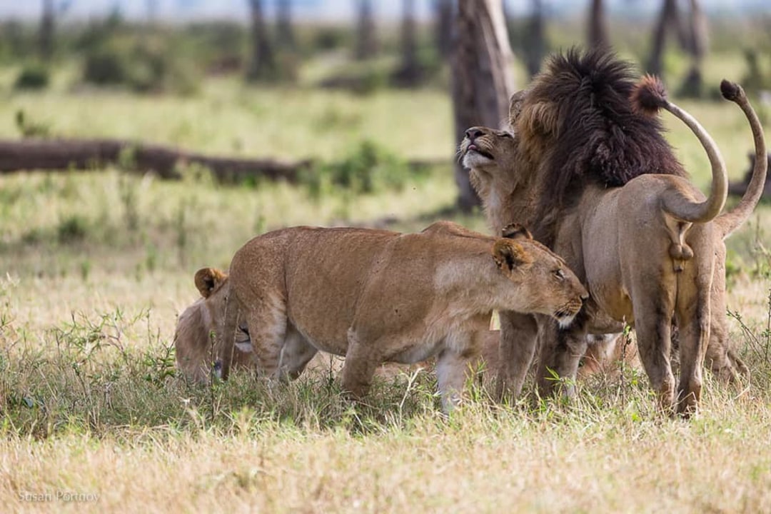 Samburu National Reserve, Lake Nakuru National Park, Masai Mara, Amboseli National Park