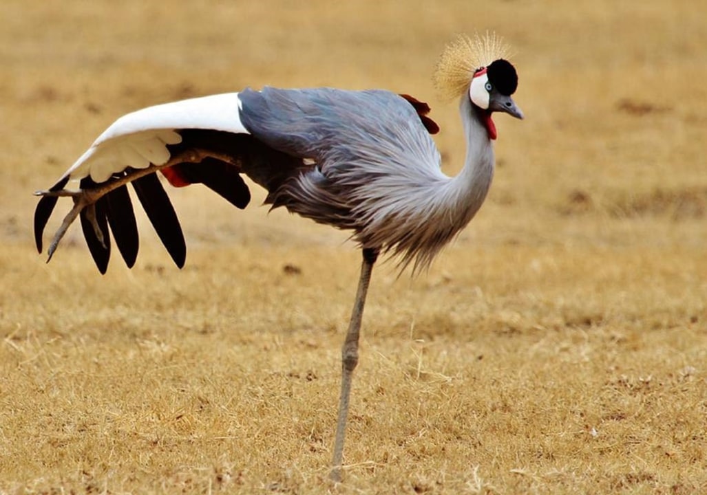 Serengeti National Park plains, Olduvai Gorge, Ngorongoro Crater rim, Lake Manyara soda lake