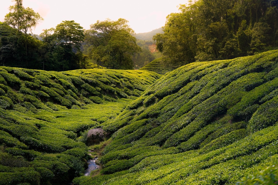 Boh tea plantation and factory, Lavender Farm, Kea Farm flea market