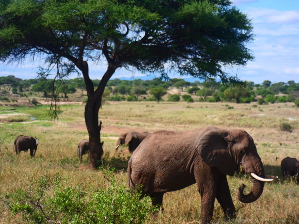 Tarangire National Park, ancient baobab trees, colossal termite mounds, Arusha