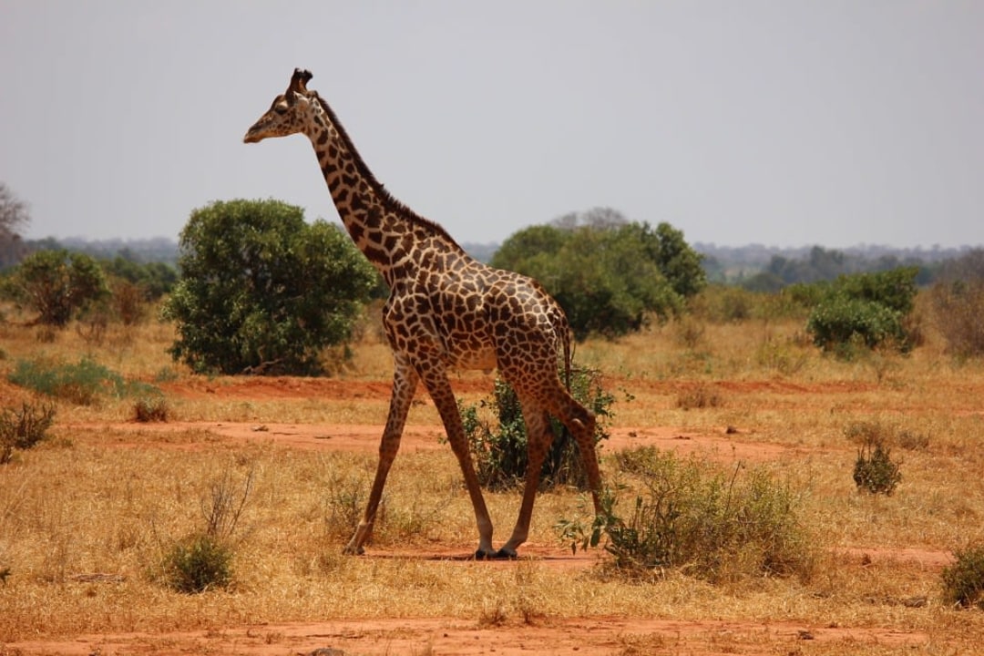 Hot-air ballooning over Masai Mara, Samburu National Reserve, Amboseli National Park
