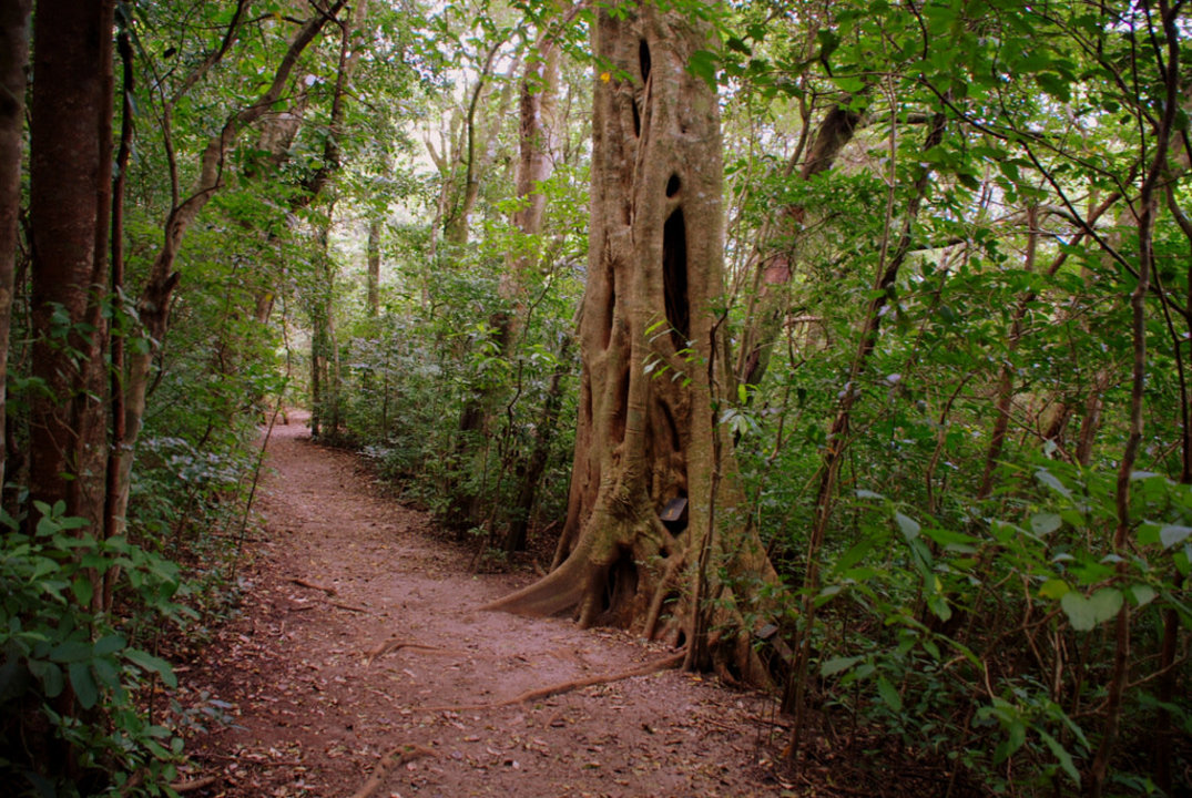 Children's Eternal Rainforest Pocosol Station, towering waterfall, natural lagoon