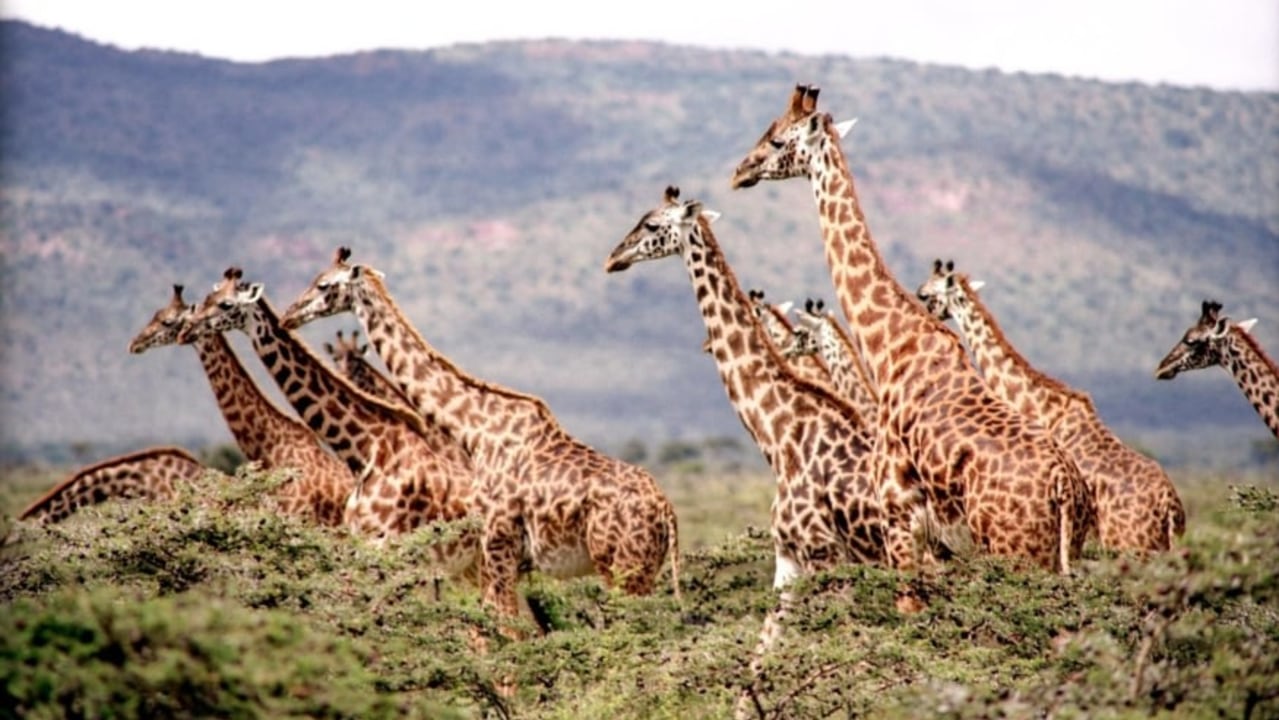 Serengeti National Park, Ngorongoro Crater rim, Tarangire National Park, Lake Manyara National Park