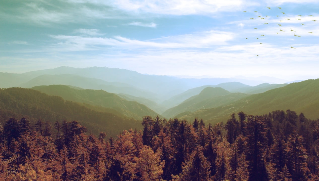 Shangarh Thatch meadow, Humkhani forest, Tirthan Valley, Sainj Valley Wildlife Sanctuary