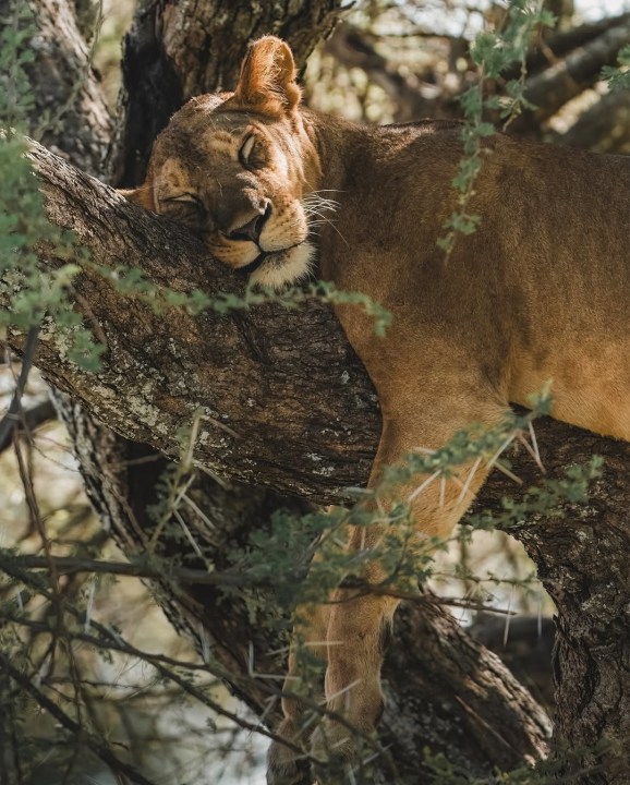 Tarangire National Park elephant herds, Ngorongoro Crater floor, Lake Manyara National Park night drive, the African savannah at sundowner