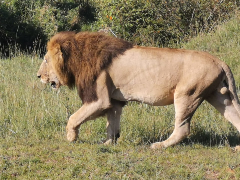 Mount Kilimanjaro, Amboseli National Park elephant herds, Mzima Springs pools, Mombasa sandy beaches