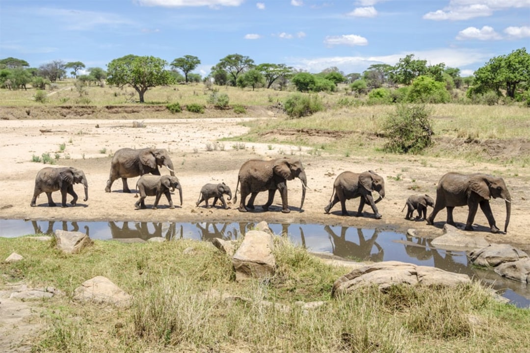 Tarangire National Park baobab landscapes, Lake Manyara tree-climbing lions, Serengeti National Park endless plains