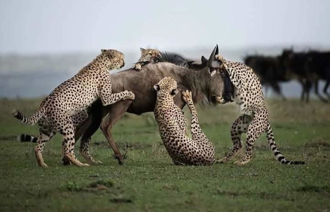Masai Mara plains, Serengeti National Park savannah, Ngorongoro Crater highlands