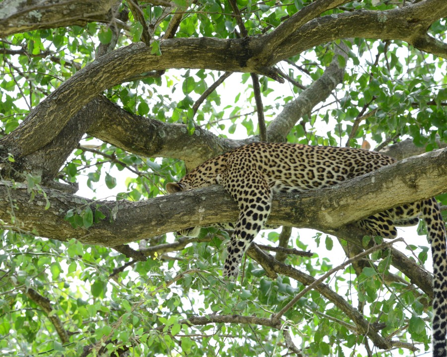 Murchison Falls, Kazinga Channel, Lake Mutanda, Bwindi Impenetrable National Park