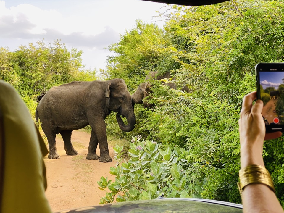 Yala National Park, dry forest and open grasslands, wetlands and lakes, Galle coastline