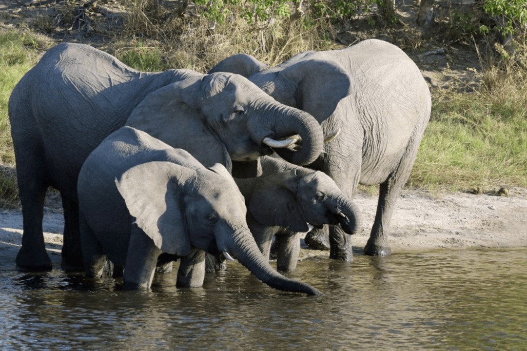 Okavango Delta waterways, Savuti Marsh grasslands, Chobe River cruise, Central Kalahari Game Reserve plains