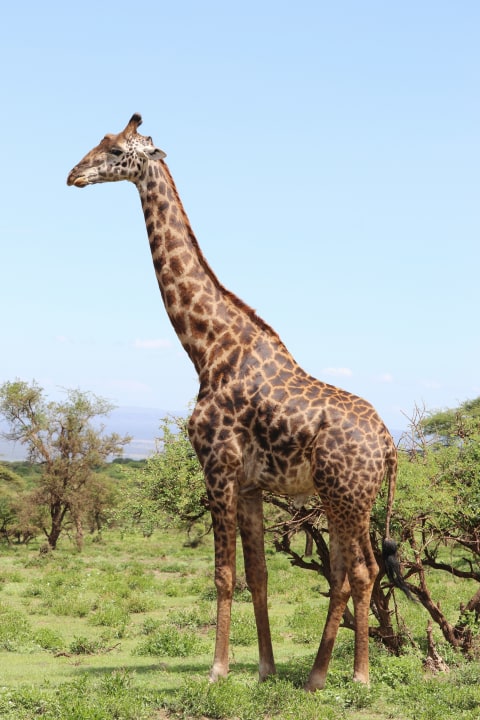 Great Rift Valley, Masai Mara, Mara River