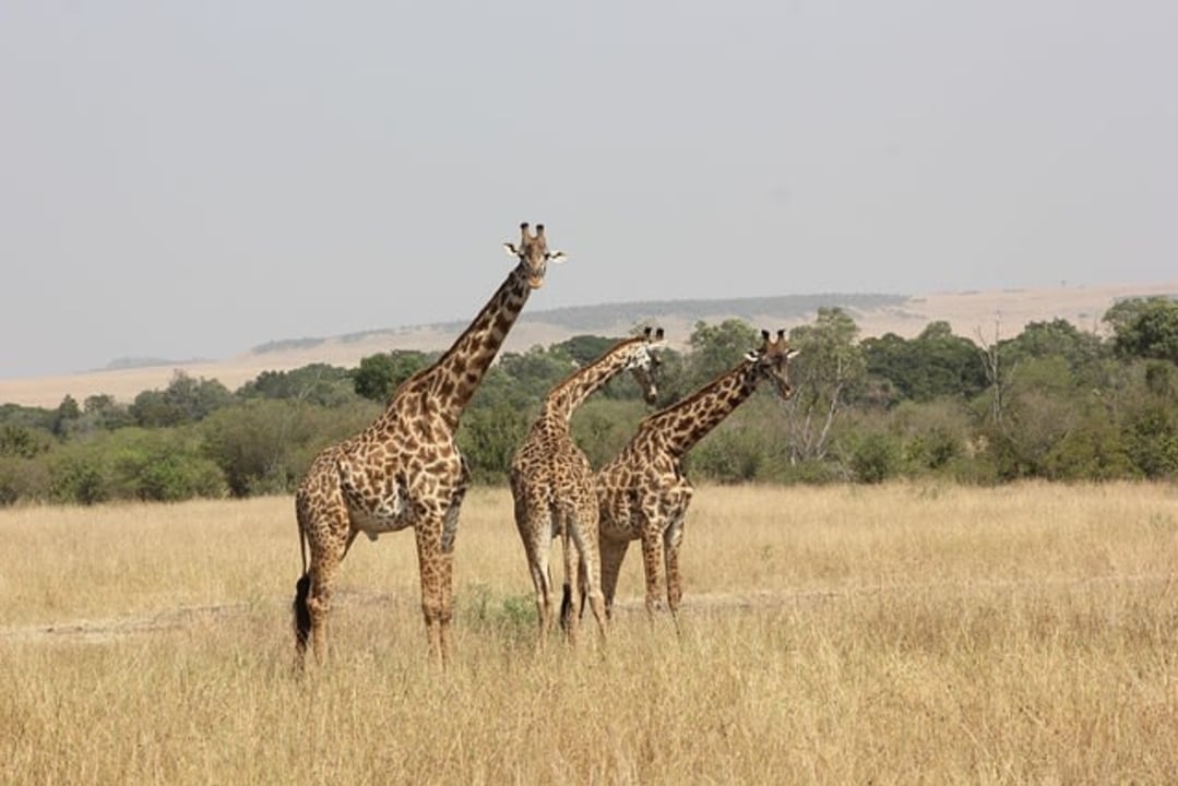 Serengeti Plains, migration corridors, Arusha