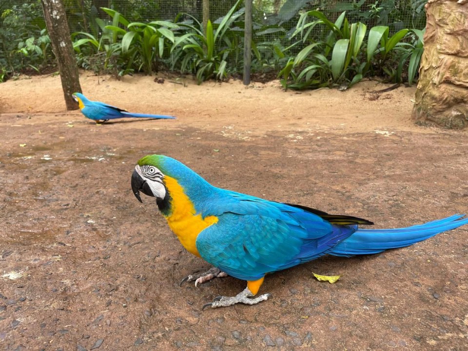Parque das Aves, Atlantic Forest trails, Aguaray Eco Sport, Iguaçu River