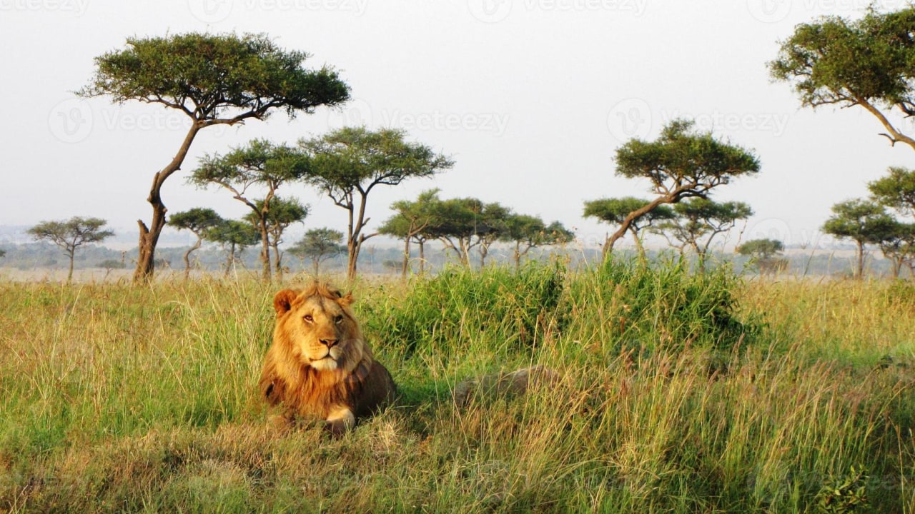 Masai Mara riverside, Amboseli National Park elephant herds, Lake Nakuru National Park flamingo shores, Great Rift Valley