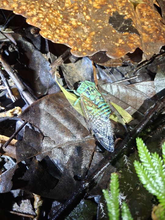 Anura Ecological Park, rainforest trails, tropical vegetation and ponds near La Fortuna
