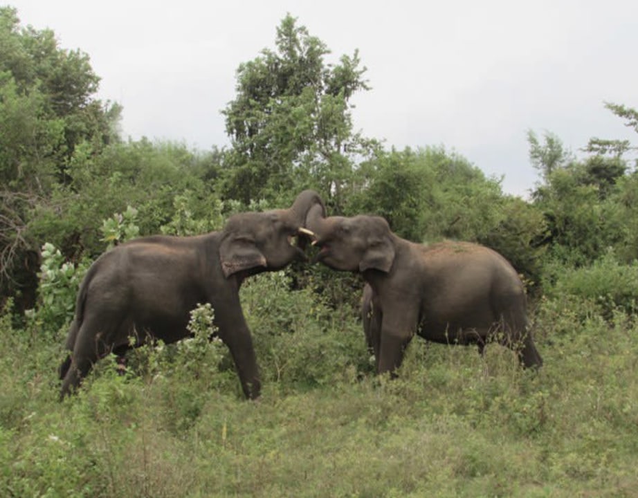Udawalawe National Park, Elephant Transit Home, jeep safari