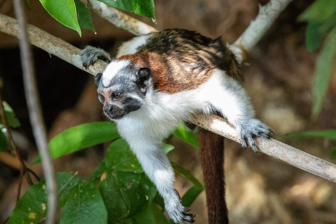 Gatun Lake, Monkey Island, Sloth Sanctuary, Panama Canal