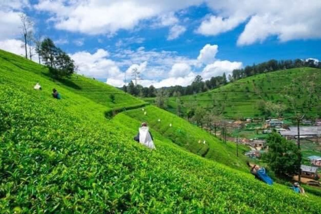 Sigiriya Rock Fortress, Ambuluwawa viewpoint, Nuwara Eliya tea estates